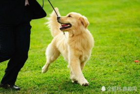 娱乐吃瓜酱金毛,吃瓜酱带你领略娱乐圈的欢乐瞬间