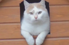 娱乐吃瓜酱小猫睡在哪里,揭秘萌宠的温馨睡眠角落