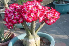 娱乐吃瓜酱沙漠玫瑰