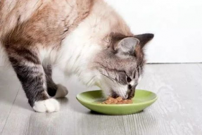 娱乐吃瓜酱小猫咪被吓,揭秘幕后真相