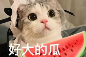 娱乐吃瓜君七七猫咪,娱乐吃瓜君的萌宠日常