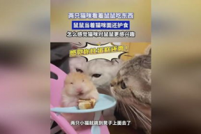 娱乐吃瓜酱鼠鼠,揭秘娱乐圈那些不为人知的幕后故事