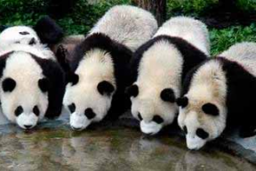 娱乐吃瓜酱功勋大熊猫,国宝传奇，熊猫界的明星风采