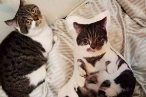 吃瓜娱乐酱抱枕猫