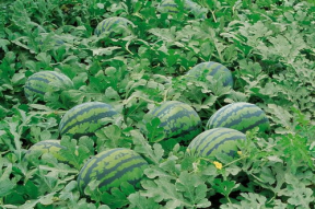 娱乐713吃瓜最新入口