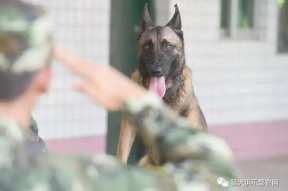 娱乐吃瓜酱缉毒犬,揭秘缉毒犬的神秘世界