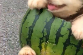 吃瓜娱乐狗,揭秘娱乐圈背后的那些事儿