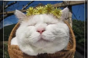 娱乐吃瓜君面包猫,面包猫背后的故事与魅力