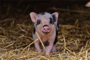 娱乐吃瓜酱猪猪视频下载,轻松下载，畅享短视频直播魅力