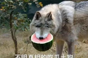 喂驴打一嘴巴子吃瓜娱乐,一场意外的网络狂欢