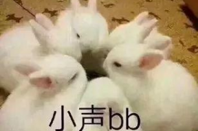 娱乐吃瓜兔子,兔子带你吃遍最新娱乐瓜