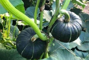 娱乐718网红吃瓜地址,独家幕后花絮大公开！