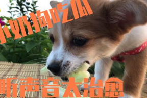 娱乐吃瓜酱拍照小狗狗,娱乐吃瓜酱与小狗狗的甜蜜互动